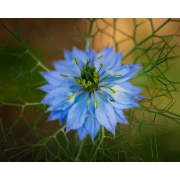 arali flower (6)-2525914-94252.webp